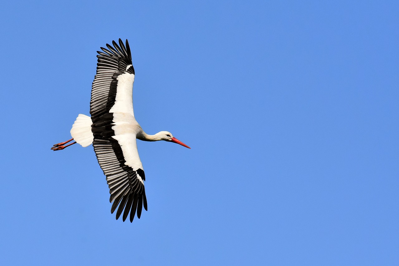 La Crisis Climatica Corta Las Alas A Las Aves Migratorias Comunidad Ism