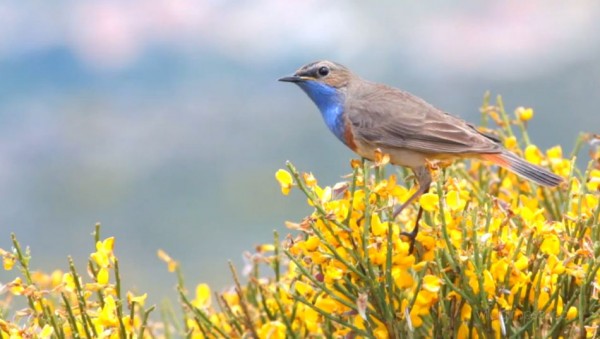 Birds of Spain | Comunidad ISM