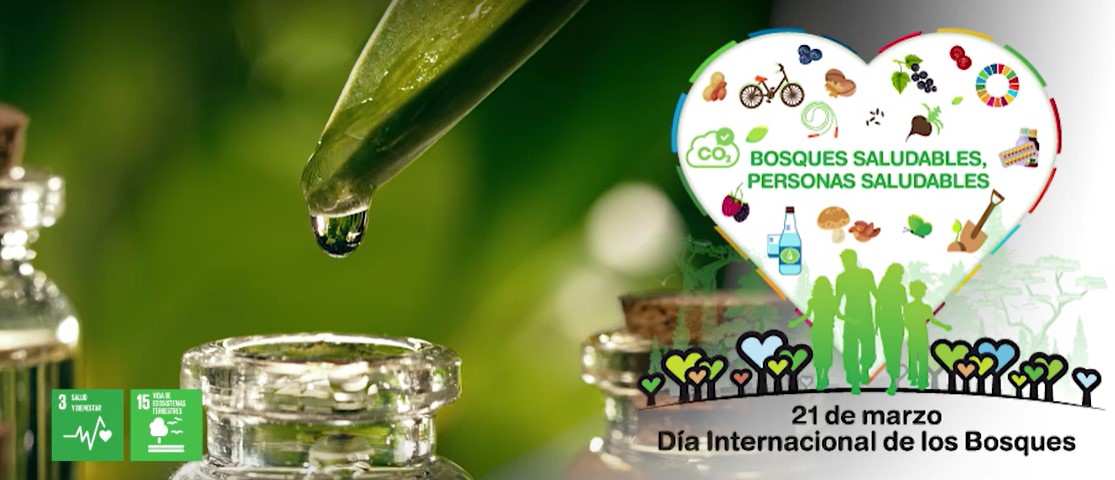 Dia Internacional de los Bosques