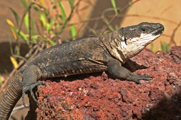 Lagarto gigante La Gomera.