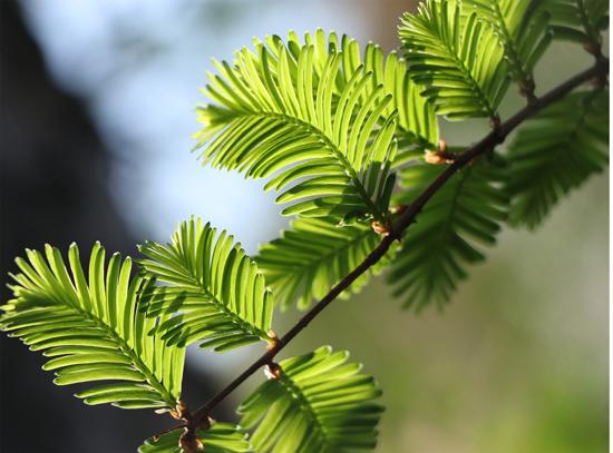 cambio climatico hojas arboles