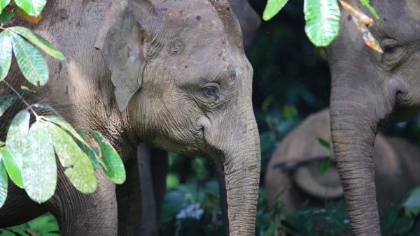 elefante de borneo especie en peligro