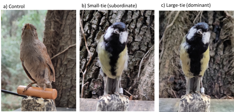 estudio dominancia entre diferentes especies de pájaros