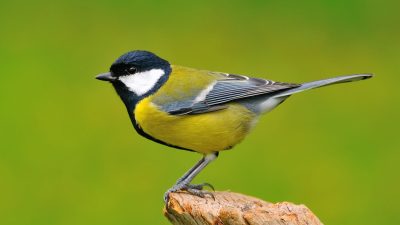 estudio dominancia entre pájaros