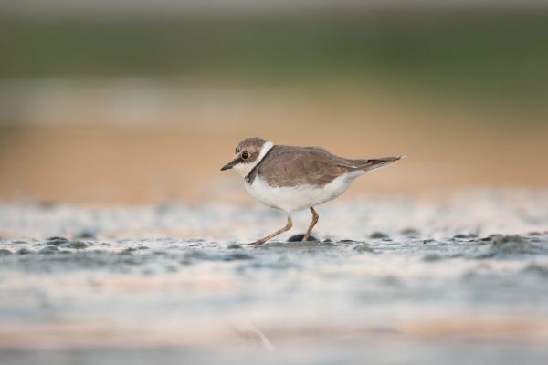 declive aves limícolas migratorias