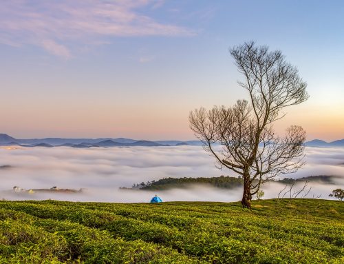 La pérdida del paisaje en un mundo globalizado y digitalizado: ¿Vale la pena salvaguardarlo?